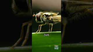 House flies are so incredible 😮😮 [upl. by Ytsim]