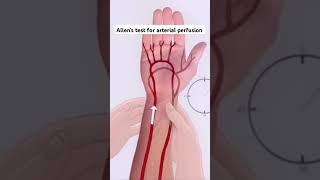 ✋Allens test for arterial perfusion✋🩸youtube shorts short trending medical ytshorts trend [upl. by Selinda]