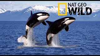 🐋Documental  ORCAS ASESINAS National Geographic [upl. by Manda]