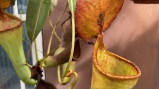 Nepenthes copelandii x lowii [upl. by Nnaarat]