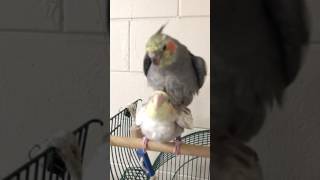 Cockatiel singing and mating [upl. by Acinnor506]