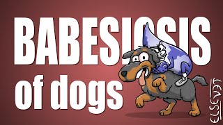 Babesiosis of Dogs  Plain and Simple [upl. by Barnaby672]