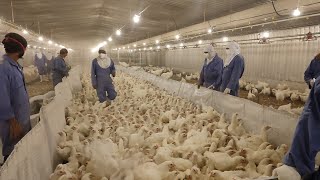 How to Get Poultry Farm Job in Kingdom of Saudi Arabia  Tips for Veterinarians  Dr Muhammad Azeem [upl. by Gala]