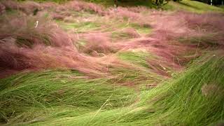 Muhlenbergia capillaris [upl. by Lonni524]