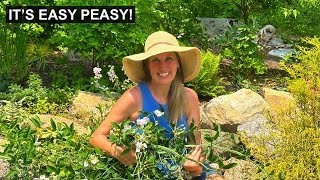 Its Easy Peasy Why We Love Perennial Sweet Pea [upl. by Yerg529]