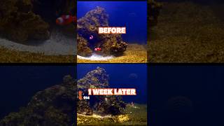 The Benefits of Adding Copepods to Your Reef Tank EARLY [upl. by Bryana]