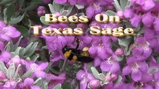 Bees On Texas Sage [upl. by Ressan]