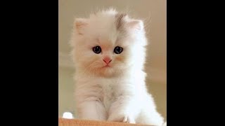 Cats and Kittens compilation Cute Is Not Enough [upl. by Anuahsal]