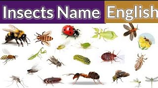 Insects Name  Name of Insects  Insects Name in English  Learn Insects Name  Insects for Kids [upl. by Perr754]