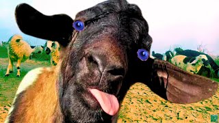 Funny Goats Screaming like Humans Funny Goats Sound Funny Animals [upl. by Aizan]