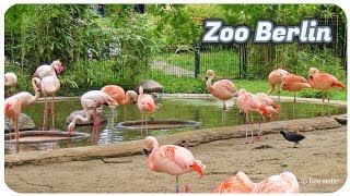 Birds  Zoo Berlin [upl. by Oratnek]