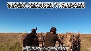 TIRADA DE PERDICES Y FAISANES 2018 GUADALCAZAR  HUNTING [upl. by Eycal]