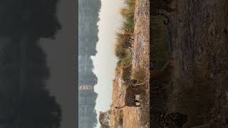 Tigress Riddhi T124 With Cubs at Rajbagh Lake Zone No  3 🌳🙏🙏Ranthambhore National Park [upl. by Drarrej]