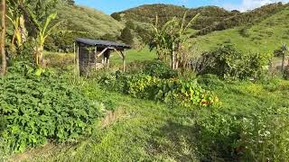 Te Araroa Day 14  Paihia to The Farm [upl. by Oicangi759]