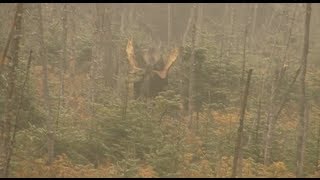 Chasse à lorignal dans la réserve faunique des Laurentides [upl. by Tay724]