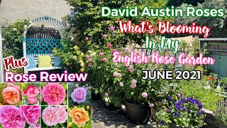 David Austin Roses In My English Rose Garden14 Different Varieties In Bloom Rose Review  June 2021 [upl. by Oakes565]