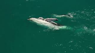 Mother Humpback Teaching Calf how to Finslap motherhood whale drone [upl. by Enialed]