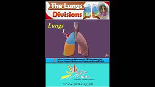 The Lungs I Division [upl. by Salli315]