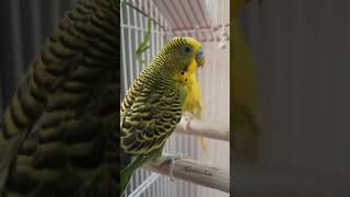 Parakeet small to medium sized species of parrot  Budgie [upl. by Aneleairam]