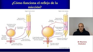 Fisiología renal reflejo de micción rápido y sencillo [upl. by Spiro]