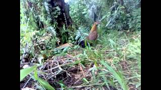 Ayam Hutan Pikat Betina 27 [upl. by Ettelegna755]