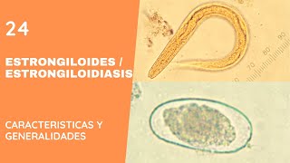 ESTRONGILOIDES 24 ESTRONGILOIDIASIS  NEMATODOS [upl. by Osric519]