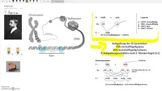 Kopplung von Genen [upl. by Elo]