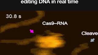 CRISPR Editing DNA in Real Time [upl. by Schiff409]