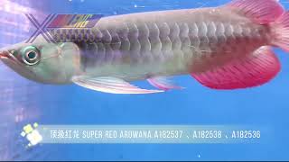 éˇ¶çş§çş˘éľ™ Super Red ArowanaďĽScleropages formosusďĽ‰ [upl. by Arteid]