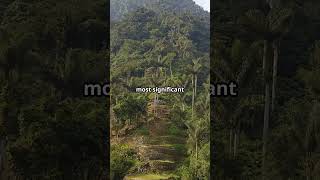 Lost Cities of the World Ciudad Perdida adventure lostcities [upl. by Nnylkcaj]