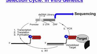 mRNA display [upl. by Anej]