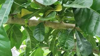 Planting and Growing Marcot Calamansi in Typhoon SeasonlHigh Survival Rate [upl. by Gnohp]