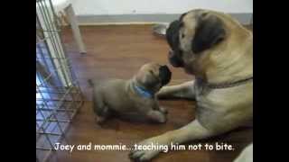 Bullmastiff puppies 5 weeks old [upl. by Gnilrits]