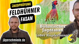 Feldhühner Fasan Viel Spaß bei deiner Jagd nach Wissen [upl. by Whall]