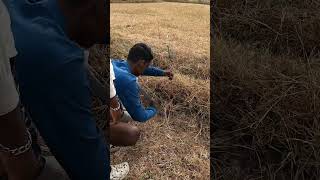 Boys catching crabs in the village in a very primitive way [upl. by Aeht]