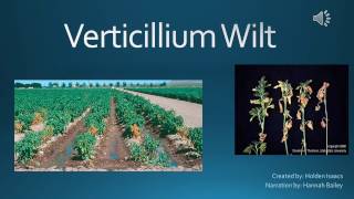 Verticillium Wilt [upl. by Idona]