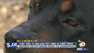 Thief tries to nab dog two times in three weeks [upl. by Main116]