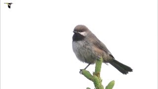 A Boreal Chickadee calling [upl. by Kaspar314]