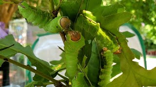 Moth Week The Polyphemus and Luna Moth  Secret Life of Bugs CheckIn [upl. by Geehan]