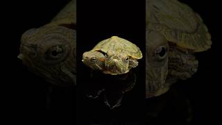 Two Headed Turtle Update‼️ Part 3 [upl. by Atikat]