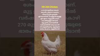 കൃഷി അറിവുകൾ  Kozhi krishi  chicken farming shorts [upl. by Nagol]