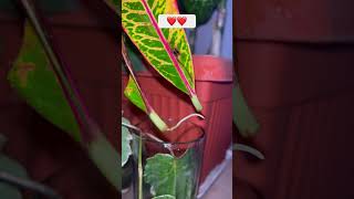 Croton Leaf Propagation in Water Croton Propagation in Winter🌱🌱crotonpropagationshorts [upl. by Atener]