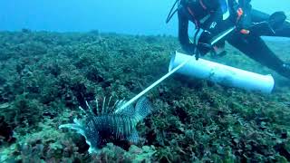 Spearing a Lionfish [upl. by Rebba]