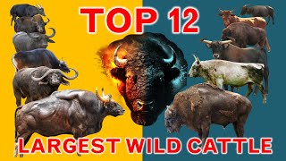 Top 12 Largest Wild Cattle Species Bovidae in the World  Tribe Bovini  Cinematic Concept [upl. by Eenimod491]