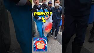 Is this The Real Ponyo 😲 japanesekoi koi ponyo [upl. by Deys]