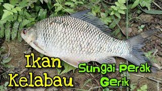 Memancing Ikan Kelabau Sungai Perak [upl. by Nylodnew]