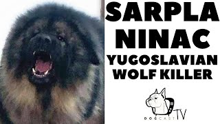 SARPLANINAC The Yugoslavian Wolf Killer Dog DogCastTV [upl. by Tybie]