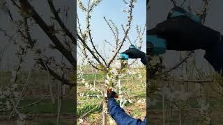 Pruning Cherry Tree Wisdom Tips Tools Machines Easy Easyway Easywork [upl. by Niram356]