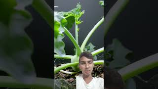 kohlrabi plant time lapse  kohlrabi plant  turnip plant  timeslapse gardening shorts [upl. by Ruddie]