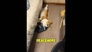 Du Sommeil Paisible au Sol Glacial shorts short shortvideo chien [upl. by Gayler]